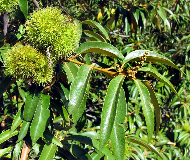 Golden Chinkapin, CHRYSOLEPIS CHRYSOPHYLLA