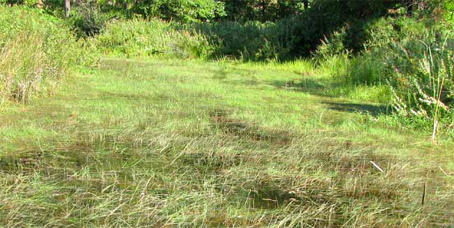 pond choked in Jointed Rush, JUNCUS ARTICULATUS