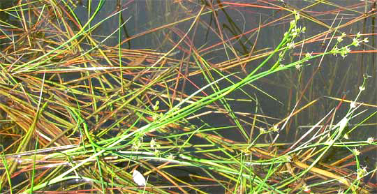 Jointed Rush, JUNCUS ARTICULATUS, in habitat