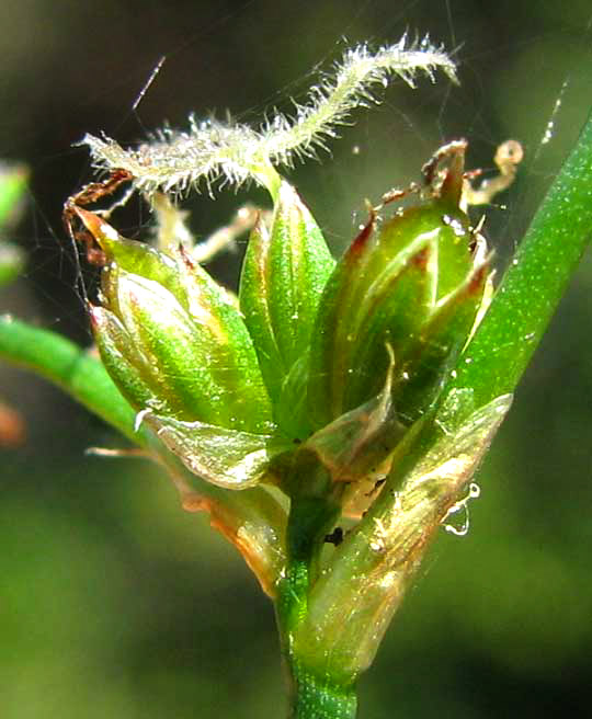 Jointed Rush, JUNCUS ARTICULATUS, flower close-up