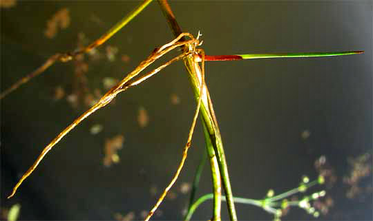 tiller of Jointed Rush, JUNCUS ARTICULATUS