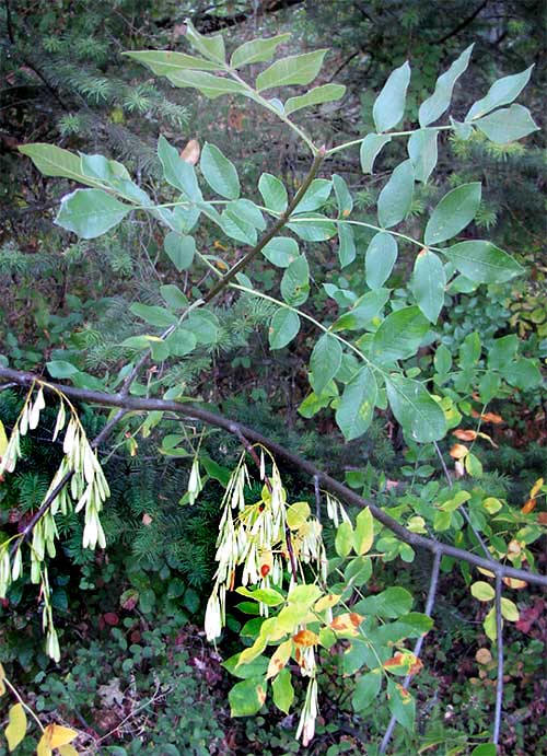 Oregon Ash, FRAXINUS LATIFOLIA