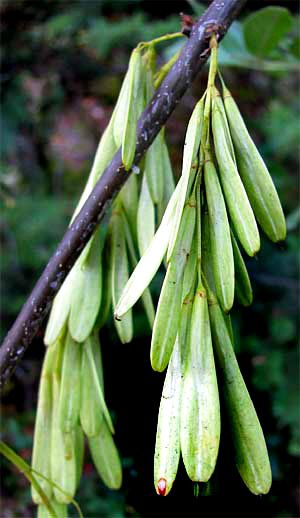 samaras of Oregon Ash, FRAXINUS LATIFOLIA