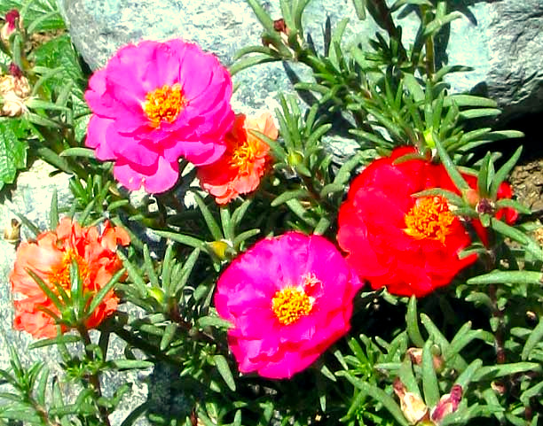 Portulaca, or Rose-Moss, PORTULACA GRANDIFLORA