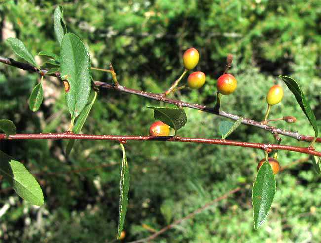 Bitter Cherry, PRUNUS EMARGINATA