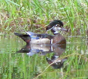 Eclipse plumage of male Wood Duck, AIX SPONSA