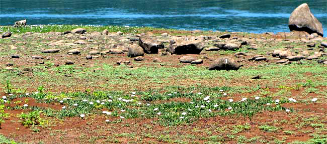 population of Bindweed, CONVOLVULUS ARVENSIS