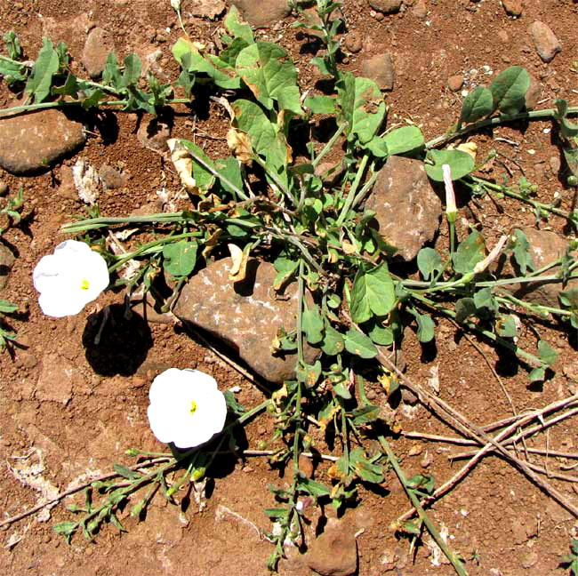 Bindweed, CONVOLVULUS ARVENSIS