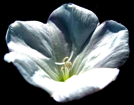 flower of Bindweed, CONVOLVULUS ARVENSIS