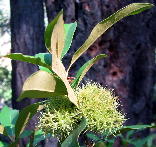 Bush Chinkapin, CHRYSOLEPIS SEMPERVIRENS