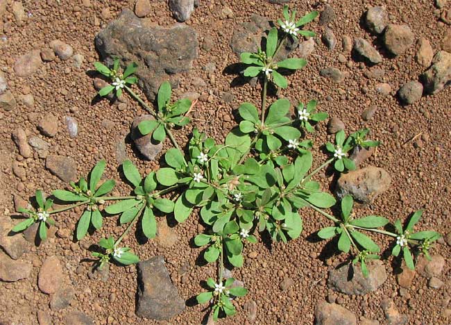 Carpetweed, MOLLUGO VERTICILLATA