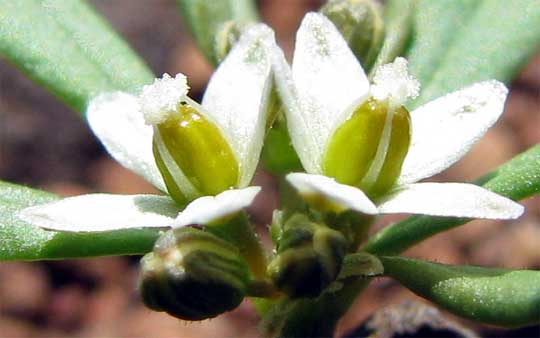 flowers of Carpetweed, MOLLUGO VERTICILLATA