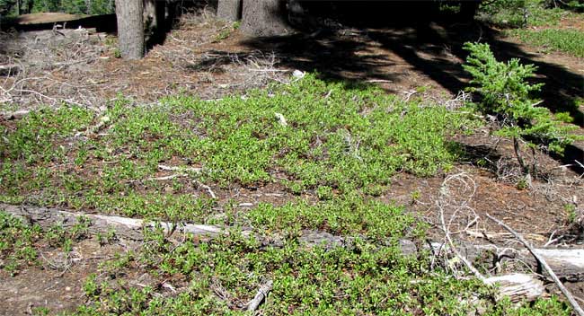 Pinemat Manzanita, ARCTOSTAPHYLOS NEVADENSIS