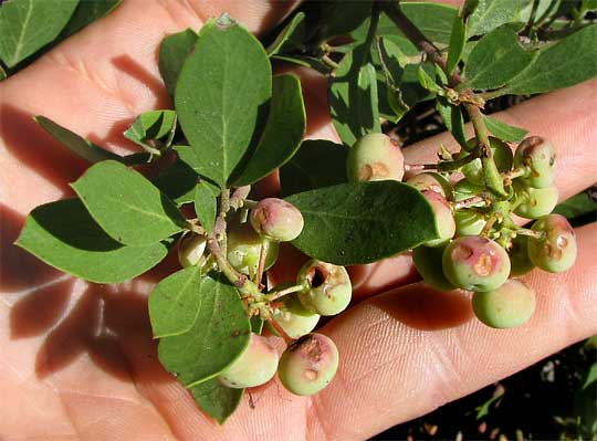 fruits of Pinemat Manzanita, ARCTOSTAPHYLOS NEVADENSIS