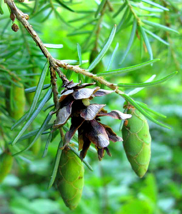 cones of Western Hemlock, TSUGA HETEROPHYLLA