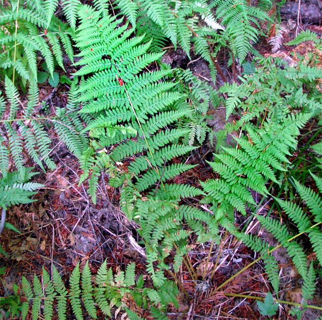 Lady Fern, ATHYRIUM CYCLOSORUM