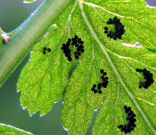 sori of Lady Fern, ATHYRIUM CYCLOSORUM, sori close-up