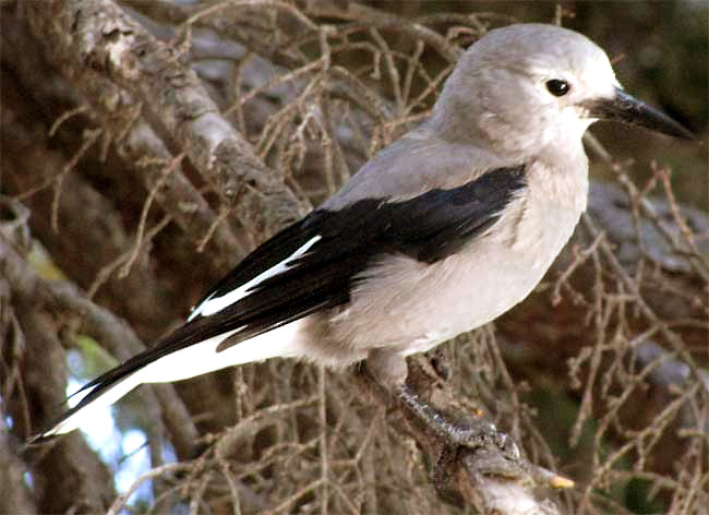 Clark's Nutcracker, NUCIFRAGA COLUMBIANA