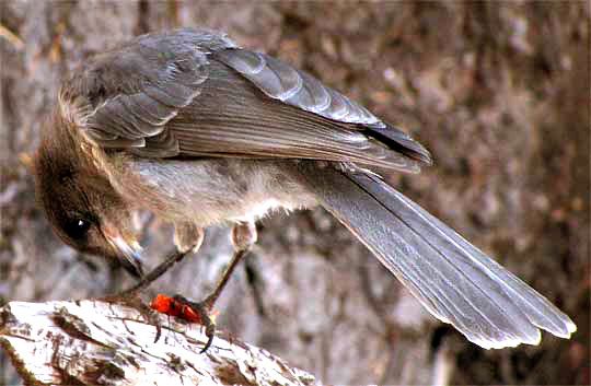 juvenile Gray Jay, PERISOREUS CANADENSIS