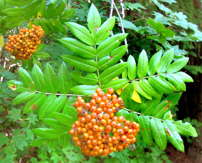 Cascade Mountain-ash, also called Greene's Mountain-ash, or Rowan Tree, SORBUS SCOPULINA