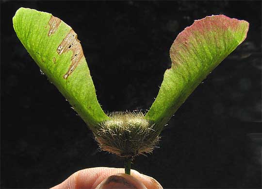 Bigleaf Maple, ACER MACROPHYLLUM, samaras