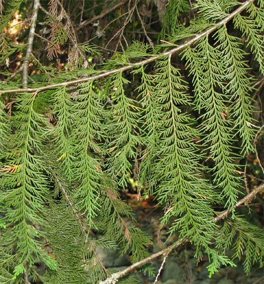 Port-Orford-Cedar, CHAMAECYPARIS LAWSONIANA