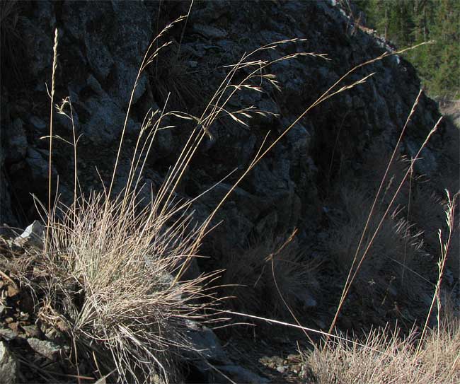 Idaho Fescue, or Blue Bunchgrass, FESTUCA IDAHOENSIS