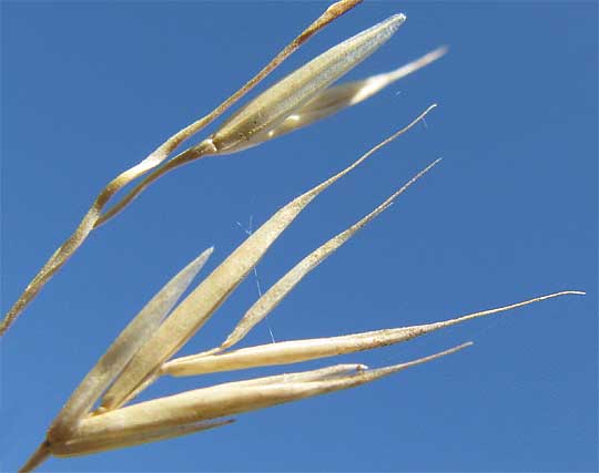 Idaho Fescue, or Blue Bunchgrass, FESTUCA IDAHOENSIS, spikelet