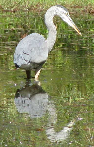 Great Blue Heron, ARDEA HERODIAS