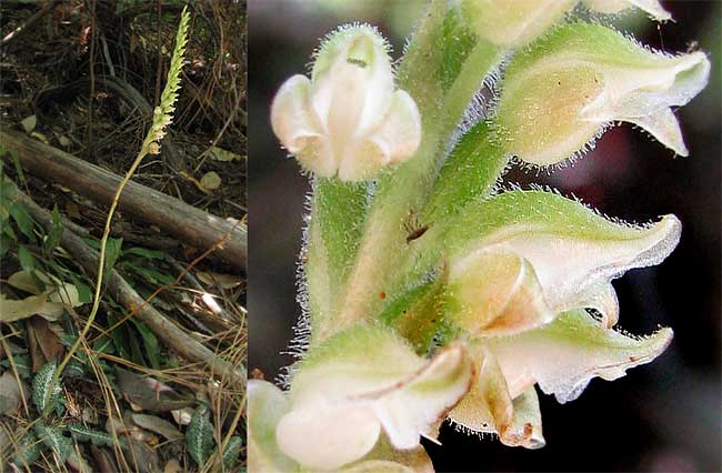 Western Rattlesnake Plantain, GOODYERA OBLONGIFOLIA