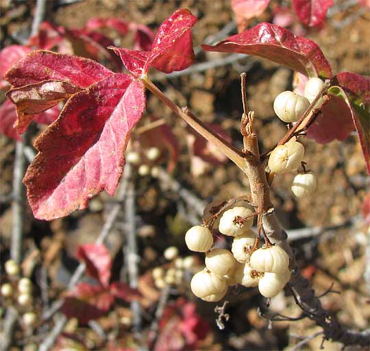 Poison Oak, TOXICODENDRON DIVERSILOBUM, red leaves and white fruits