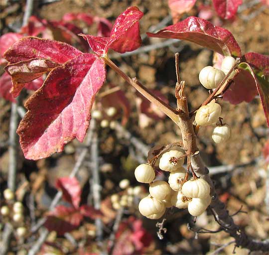 poison oak vine pictures. poison oak plant. Vine-like