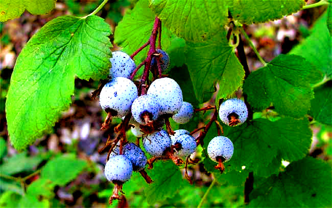 Flowering Currant, RIBES SANGUINEUM, fruits