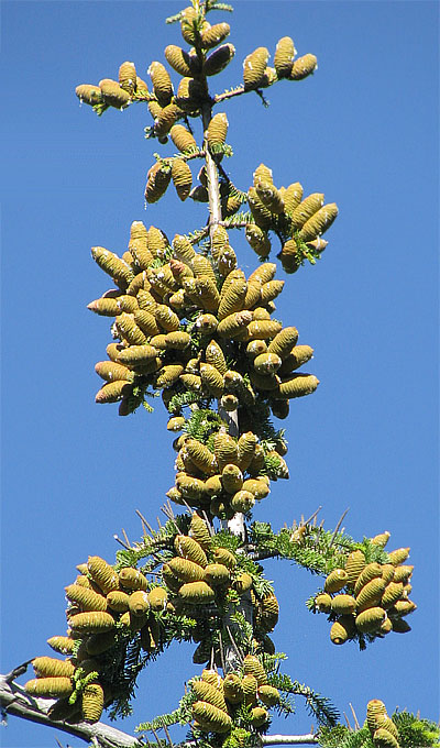 Pacific Silver Fir, ABIES AMABILIS