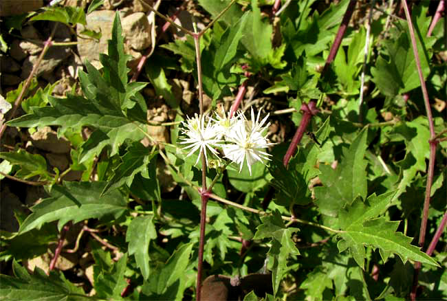 Western White Clematis, CLEMATIS LIGUSTICIFOLIA