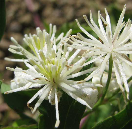 Western White Clematis, CLEMATIS LIGUSTICIFOLIA, male flowers