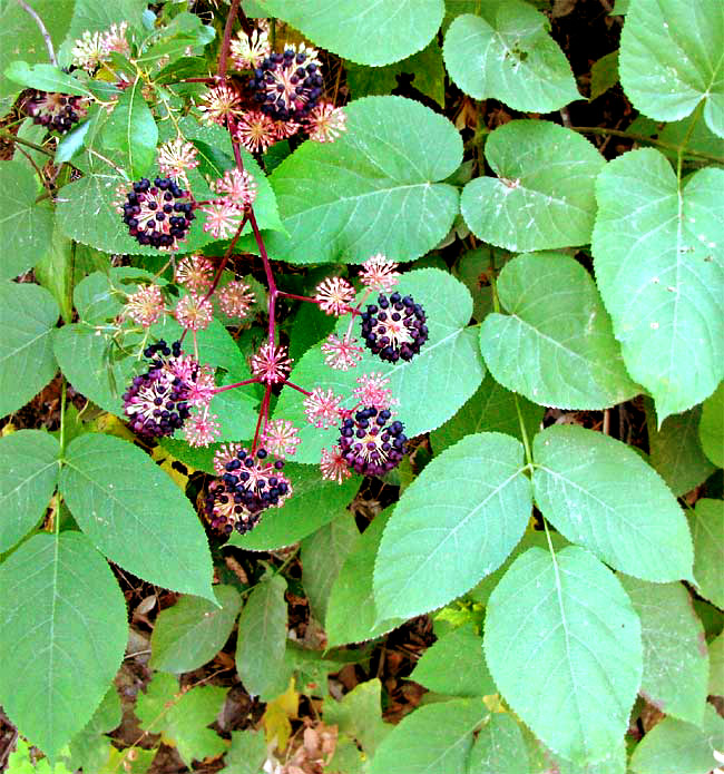 Elk Clover, ARALIA CALIFORNICA