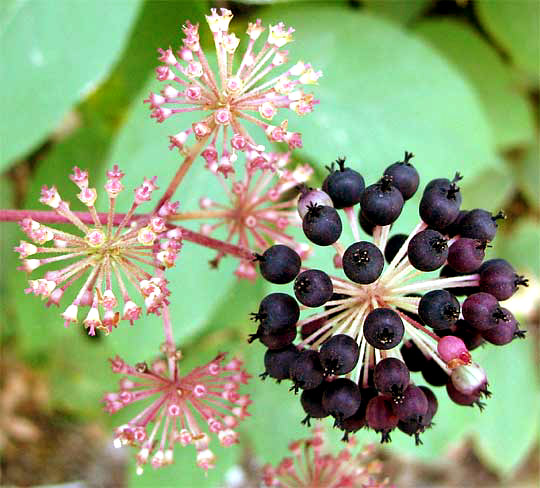 Elk Clover, ARALIA CALIFORNICA