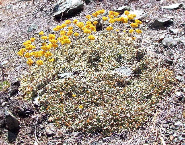 Sulphur Flower, ERIOGONUM UMBELLATUM