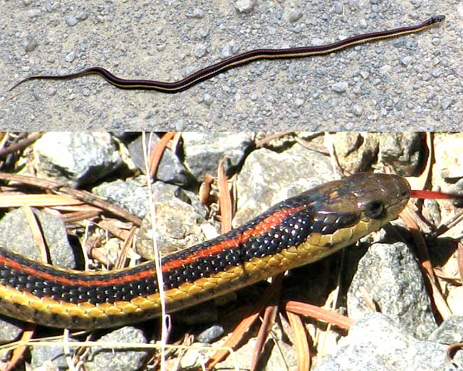 Northwestern Garter Snake, THAMNOPHIS ORDINOIDES