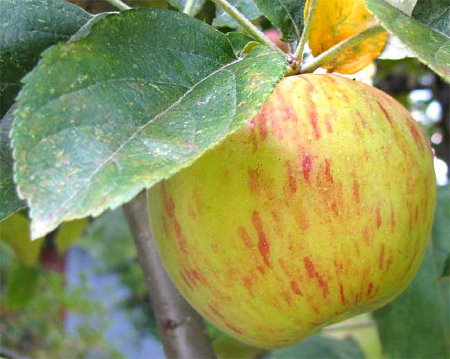 GRAVENSTEIN APPLE