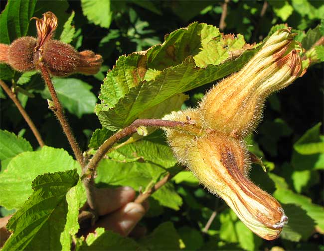  Beaked Hazelnut, CORYLUS CORNUTA var. CALIFORNICA