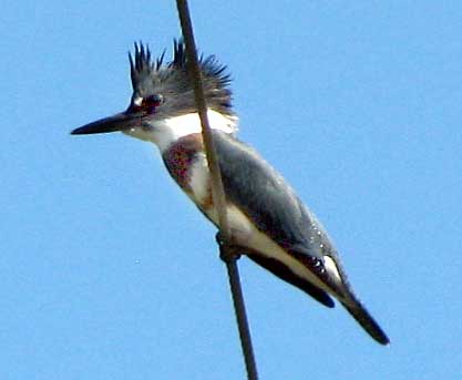 Belted Kingfisher, MEGACERYLE ALCYON