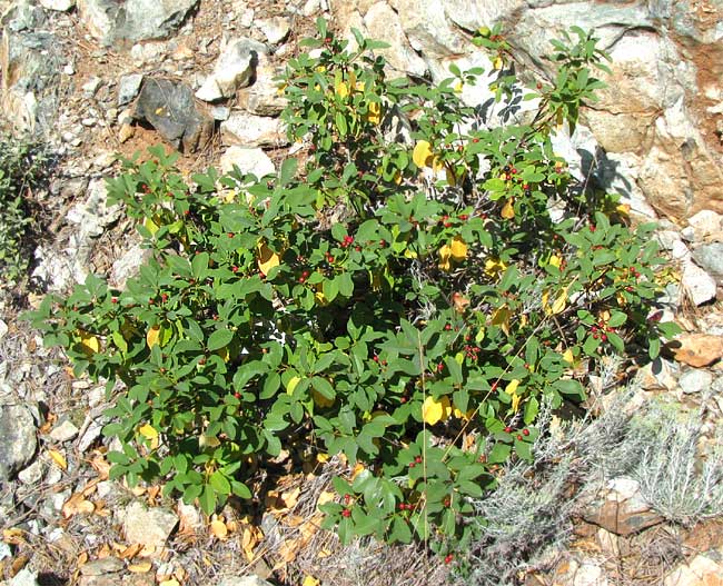California Buckthorn, or Coffeeberry, RHAMNUS CALIFORNICA