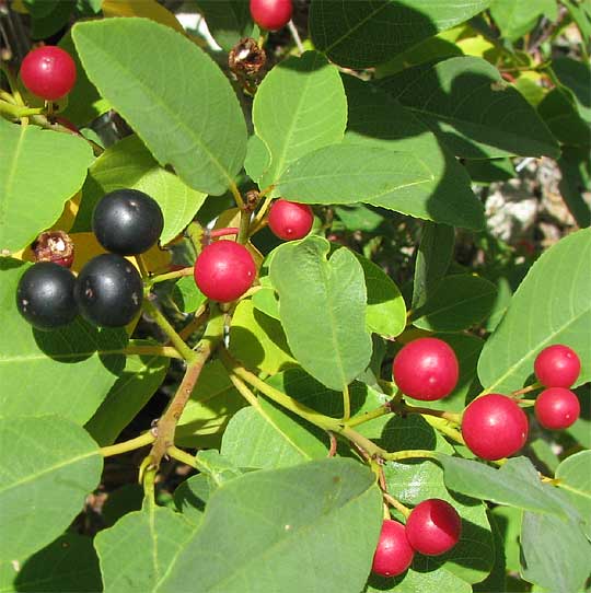 California Buckthorn, or Coffeeberry, RHAMNUS CALIFORNICA, fruits