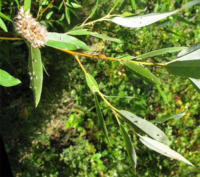 Pacific or Shining Willow, SALIX LUCIDA