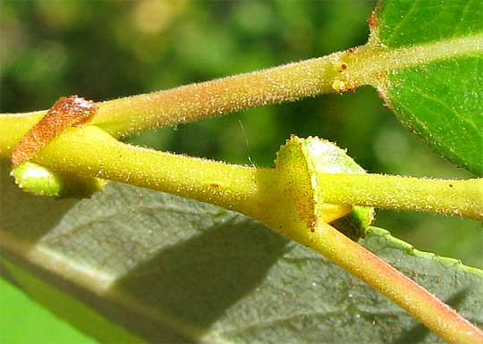 Pacific or Shining Willow, SALIX LUCIDA, stipules