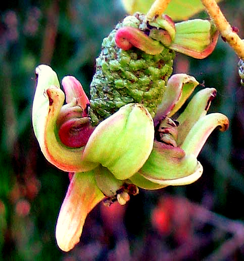 Alder Tongue Gall, TAPHRINA AMENTORUM