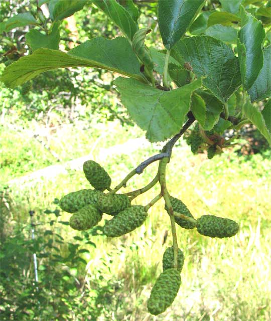 White Alder, ALNUS RHOMBIFOLIA