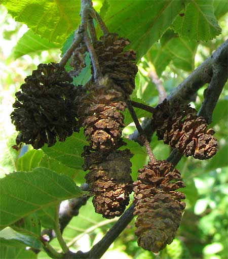 White Alder, ALNUS RHOMBIFOLIA